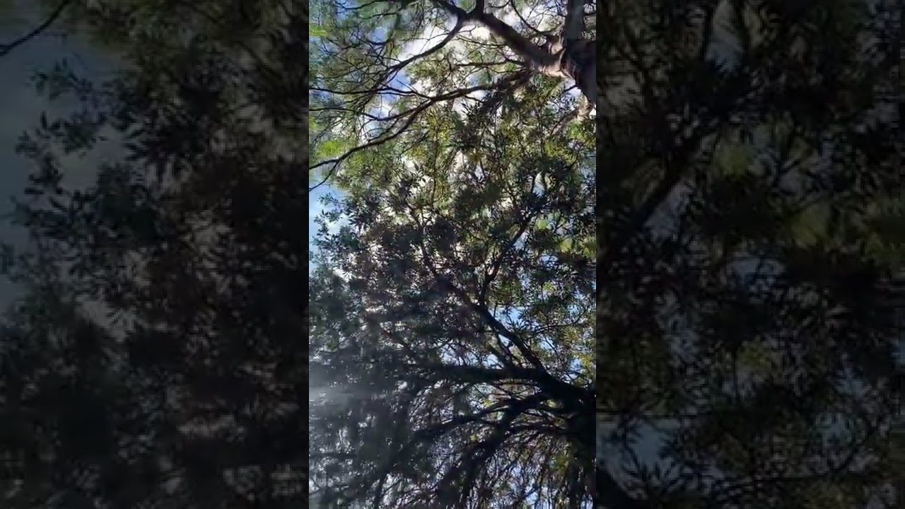 Quebracho Colorado (Schinopsis balansae -Anacardeaceae)