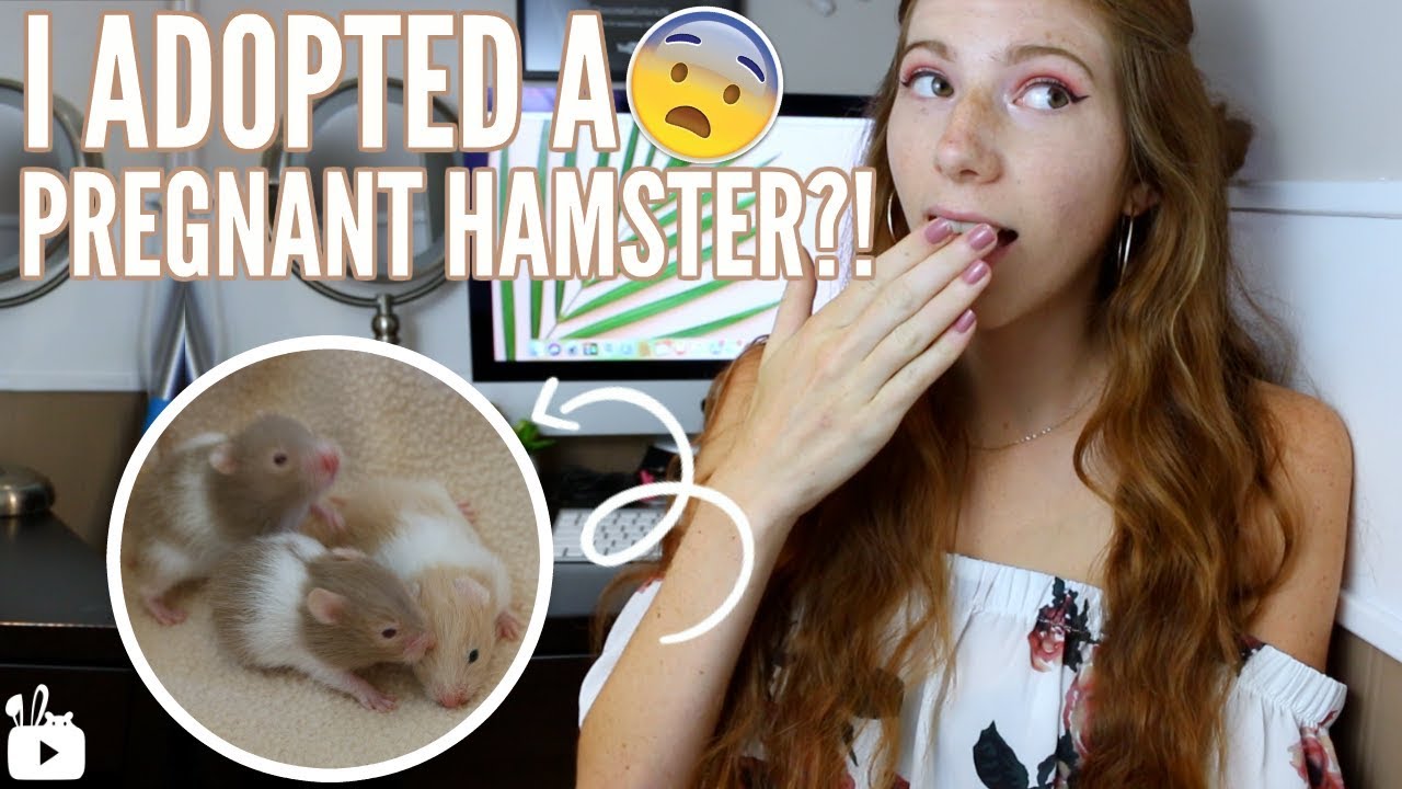 I ADOPTED A PREGNANT HAMSTER?! 😱 Meet Honey & the babies!