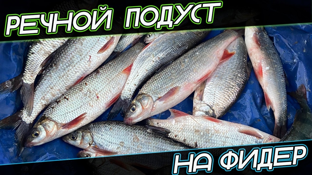РАССКАЗАЛ ВСЕ О ЛОВЛЕ ПОДУСТА НА ФИДЕР. ГДЕ? КАК? НА ЧТО?