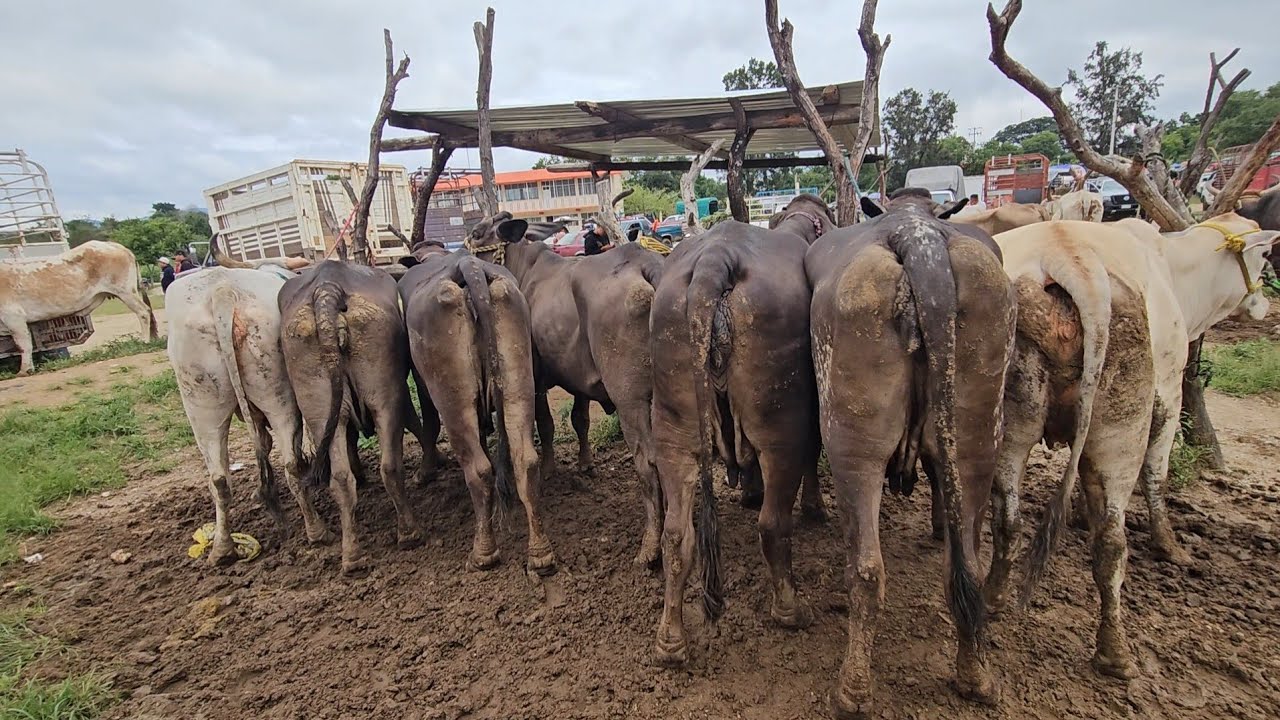 Plaza ganadera Las Monjas Mihuatlan de Porfirio Diaz Oaxaca México Toros Vacas becerros puercos aves