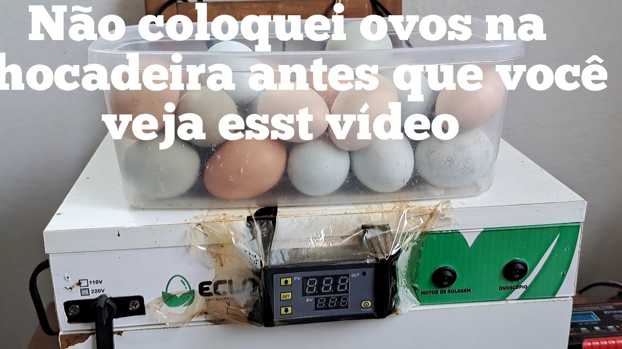 3 DICAS IMPORTANTES PARA QUEM VAI COLOCAR OVOS NA CHOCADEIRA 