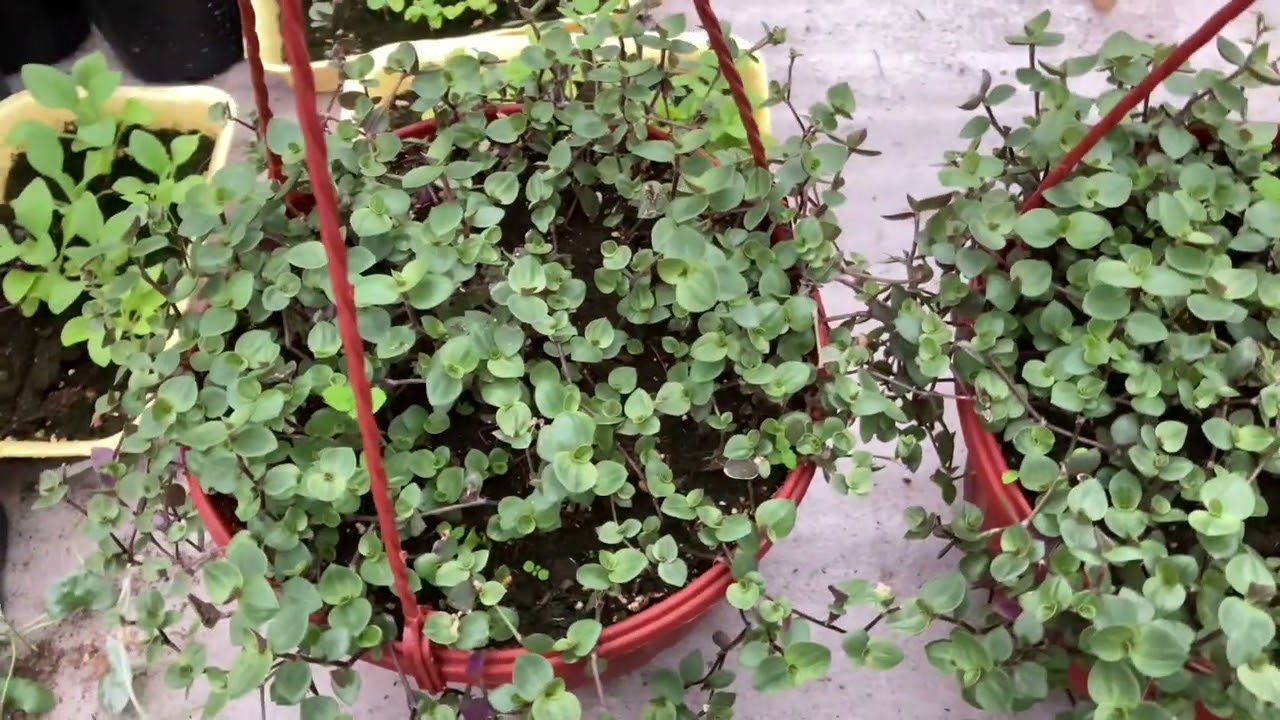 Секрет пышной шапочки коллизии мелколиственной.