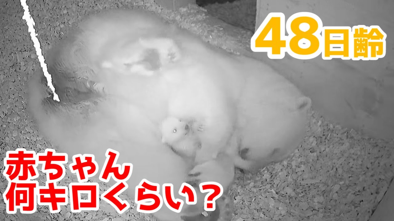 【ホッキョクグマ】赤ちゃんは何キロなのか？【48日齢】Polar Bear Baby Growth Record(Day 48)