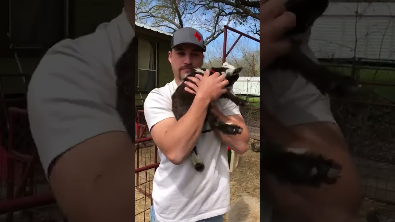 Adorable Baby Goats DEMAND Cuddles! #Shorts