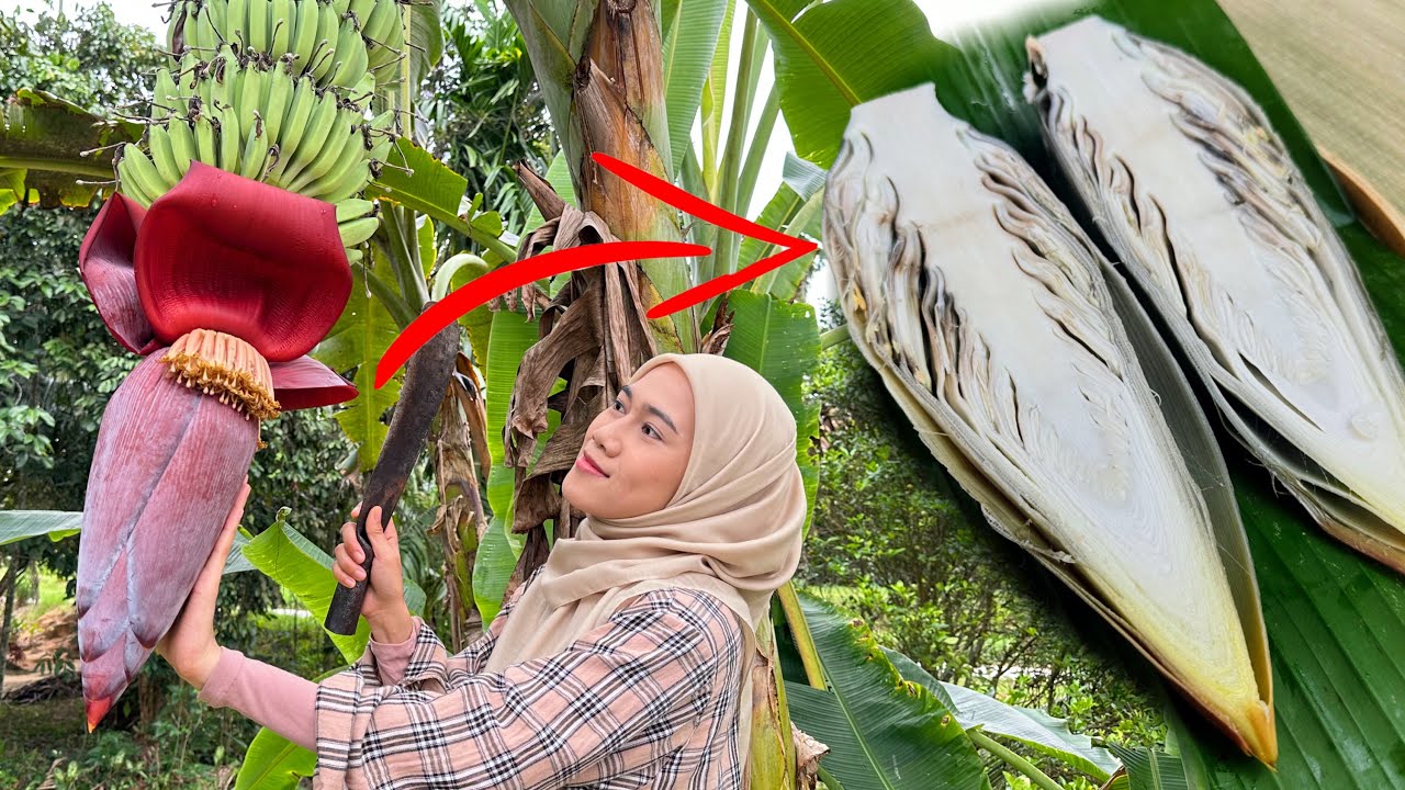RAHSIA REBUS JANTUNG PISANG PUTIH DAN TAK PAHIT !