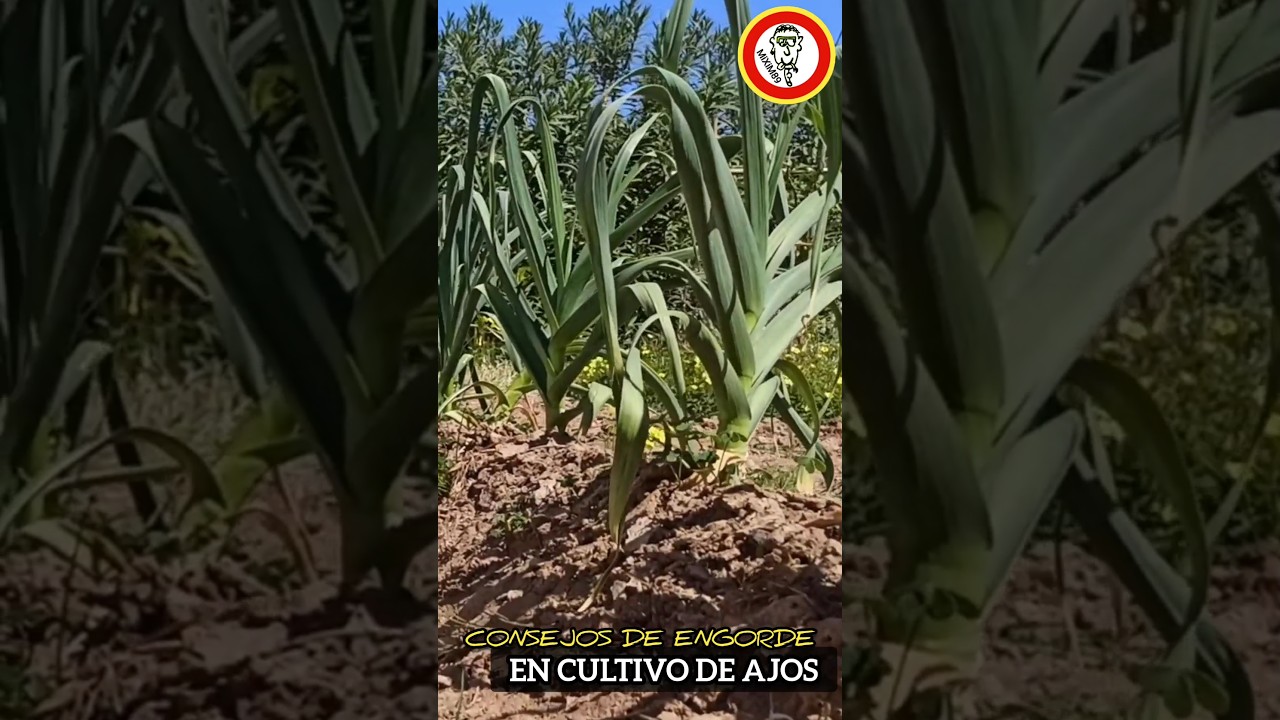 Obt&eacute;n AJOS GIGANTES en la Recolecci&oacute;n con estos Consejos B&aacute;sicos by mixim89