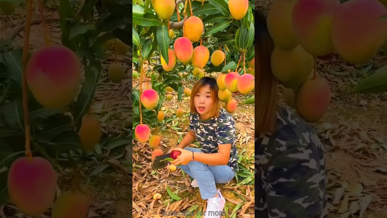 Sweet mango harvesting | amazing mango farming 🥭🥭 #shorts #mango #youtubeshorts