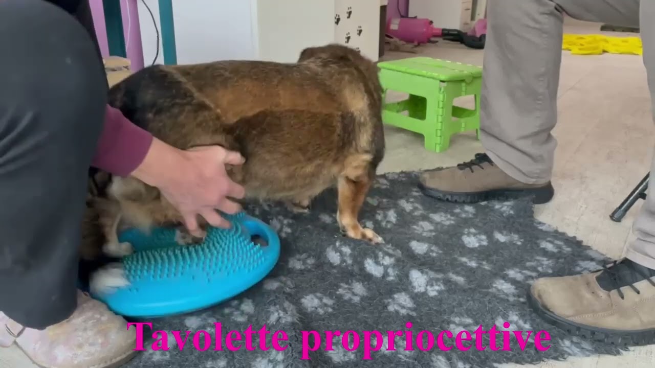Riabilitazione in cane operato di ernia del disco - Fisioterapia Veterinaria Pisa®