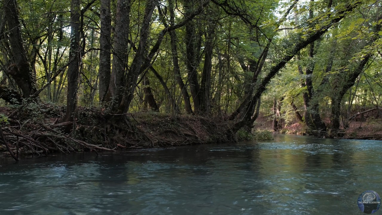 Bird Sounds in the Forest | Relaxing Nature Ambience (3 Hours)