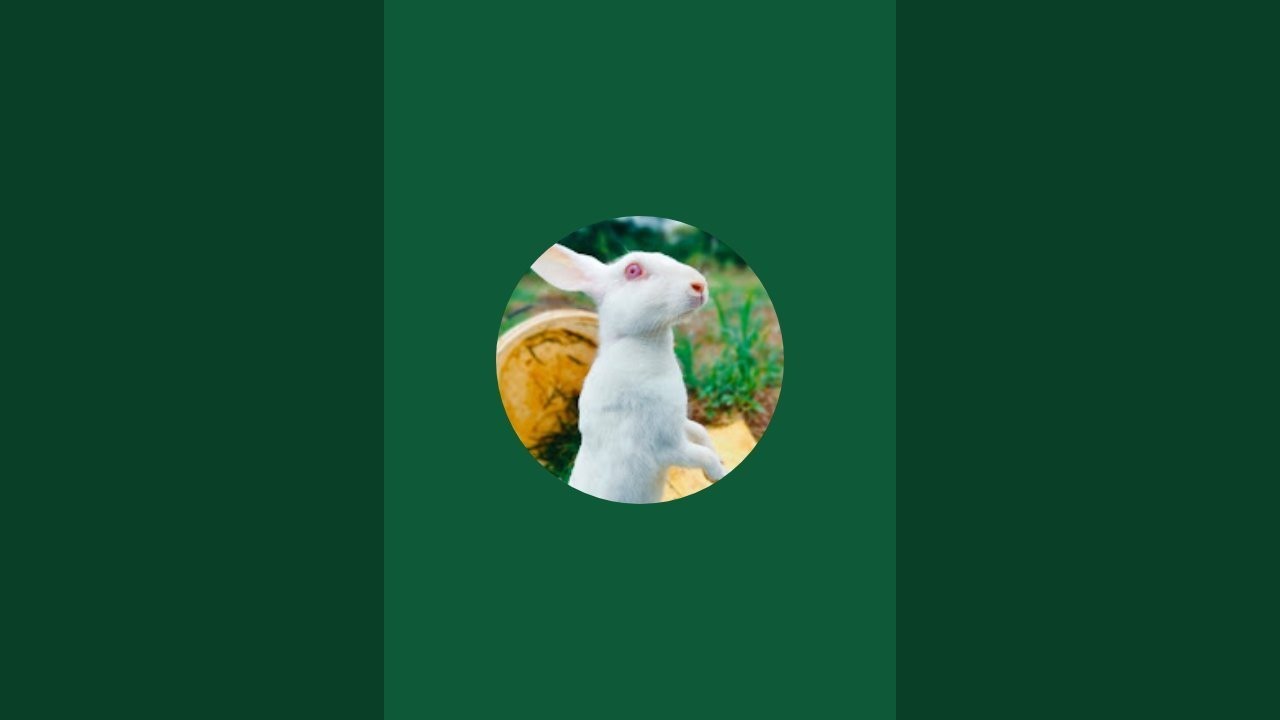 #cute🥰 #rabbit #bunny #shorts #youtubeshorts#viral #foryou‎@imdurgakashyap  #imdurgakashyap