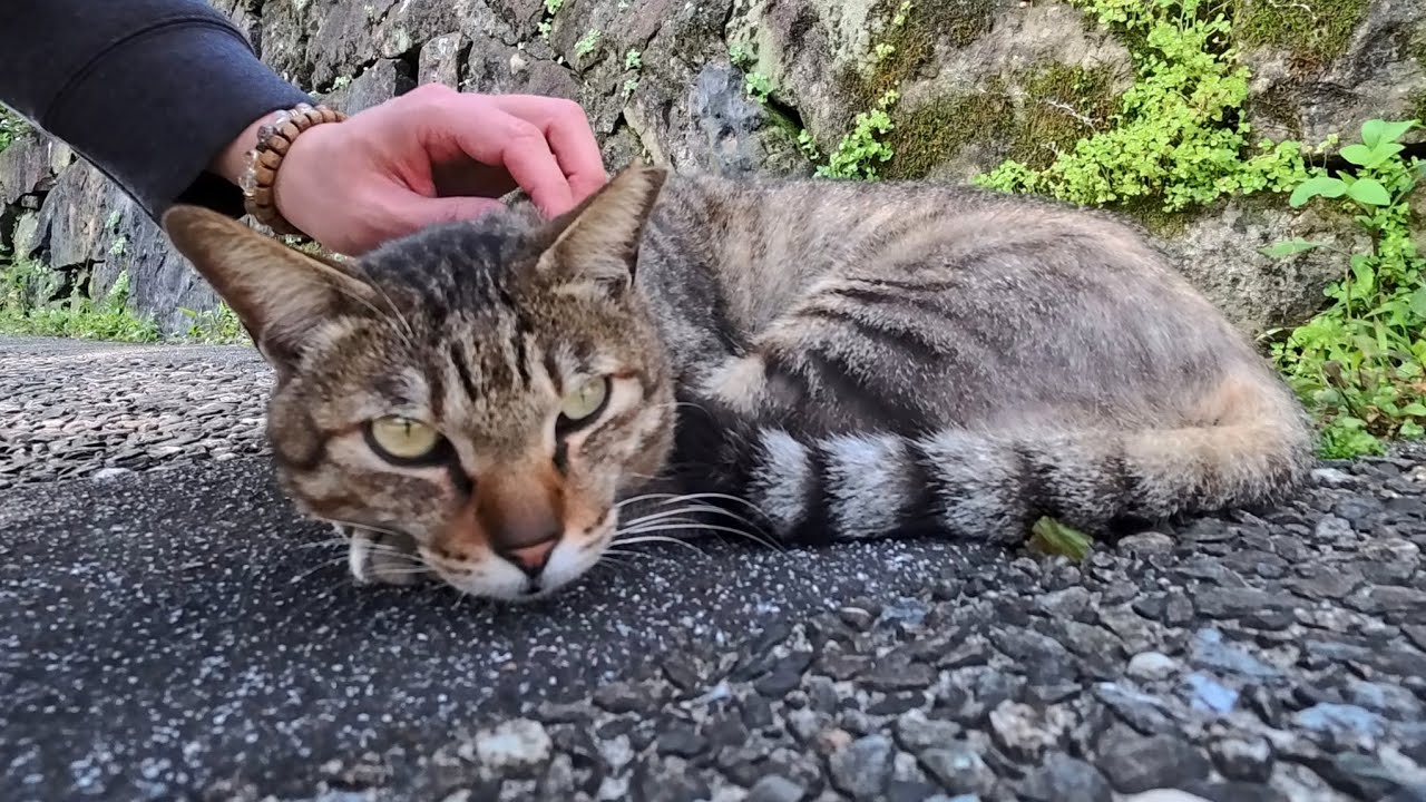 Этот кот спал так крепко, пока не заметил, что я его фотографирую...😹