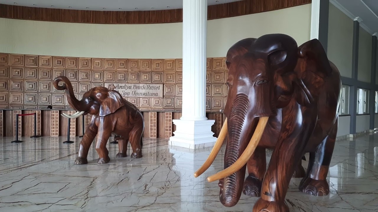 Wkod Elephant Show !!