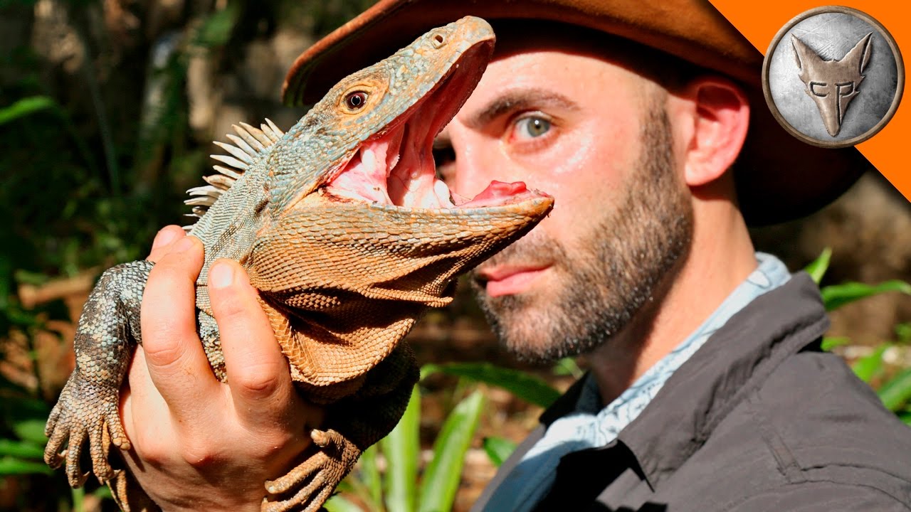 5 Things You Never Knew About GIANT LIZARDS in Costa Rica