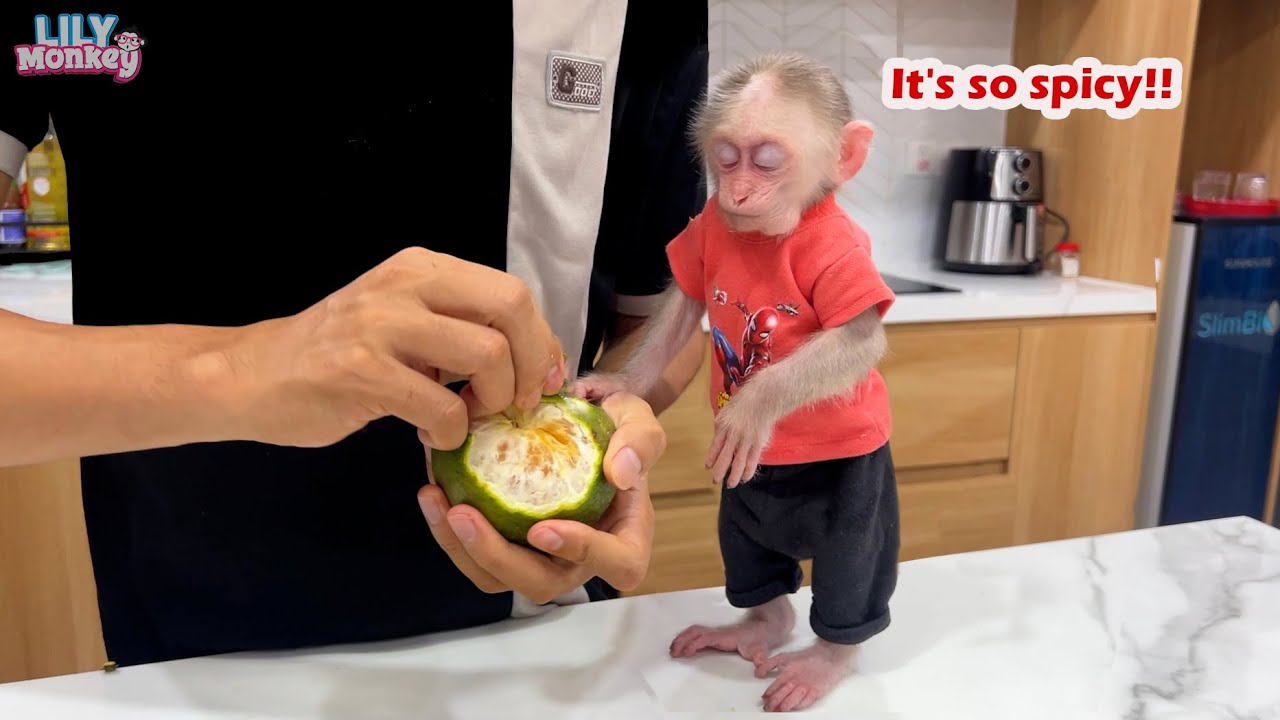 Monkey Lily's funny reaction when dad peels oranges