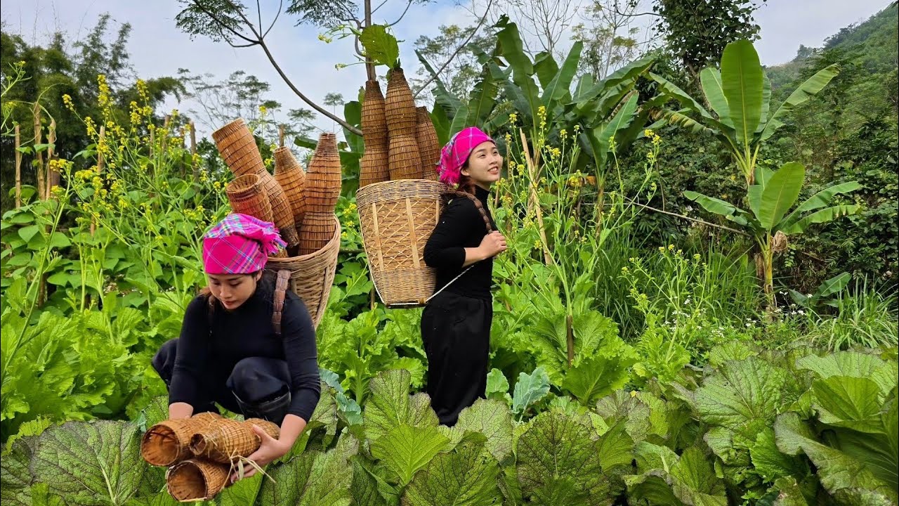 Traditional Bamboo Traps Fishing in Rural Vietnam | Peaceful Village Life
