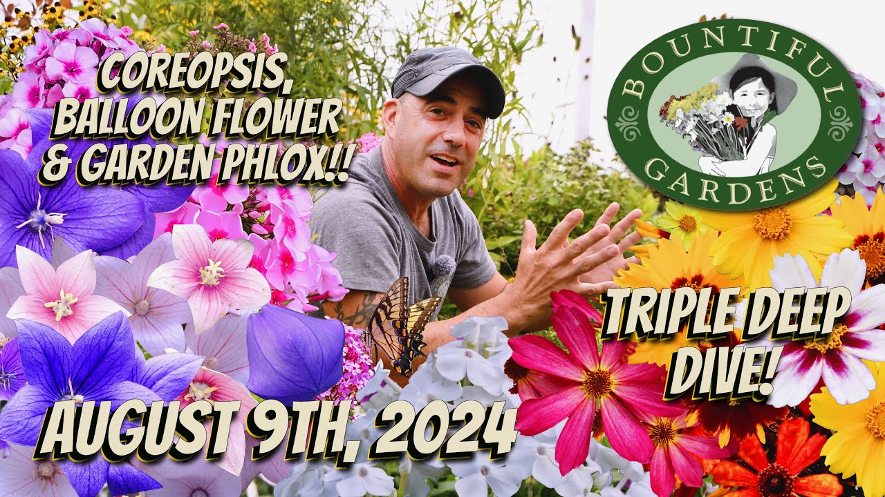 Coreopsis, Balloon Flower and Garden Phlox - Three Flowering Perennials You NEED in Your Garden!!