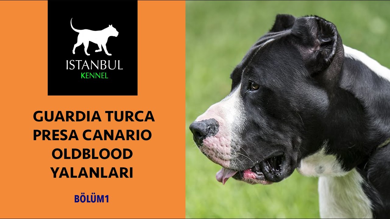 GUARDIA TURCA PRESA CANARIO OLDBLOOD YALANLARI- Bölüm 1 #presacanario #presa #guardiaturca  #köpek