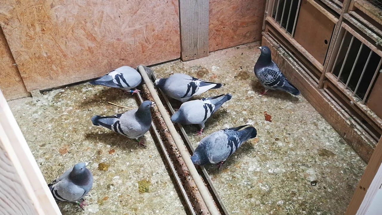 S19E05 Okres lęgowy: 20 dzień parowania - wysiadywanie jaj - okazja do przeprowadzenia kuracji.