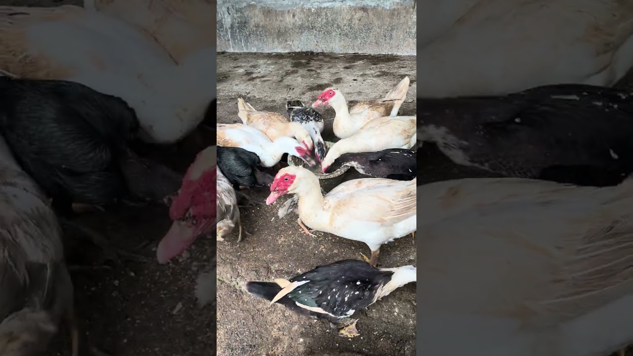 #peternakayamkampung ngasih pakan menthok di Pekalongan 