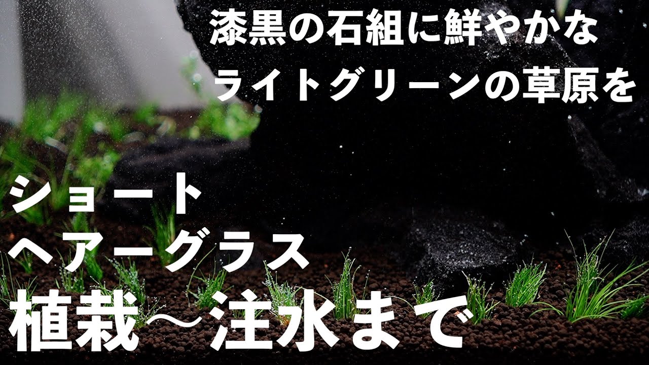 【60cm水草水槽】ADAショートヘアーグラスで涼しげな石組草原水槽を目指す