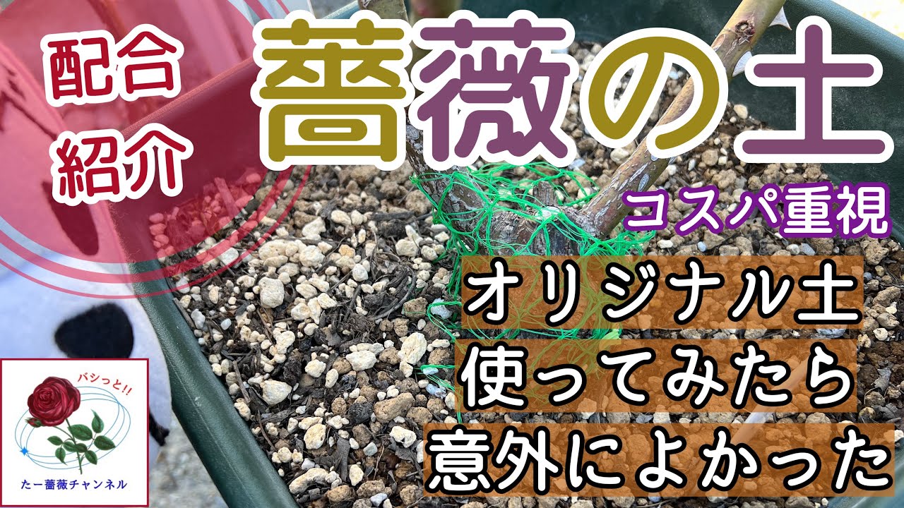 コスパ重視‼️【オリジナル土】配合紹介🌹オリジナル土使ってみたら意外によかった😊🐻‍