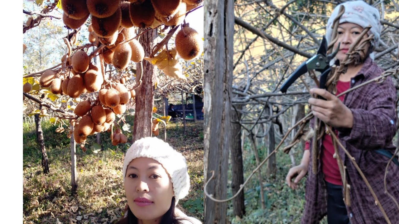 Pruning kiwi plants 