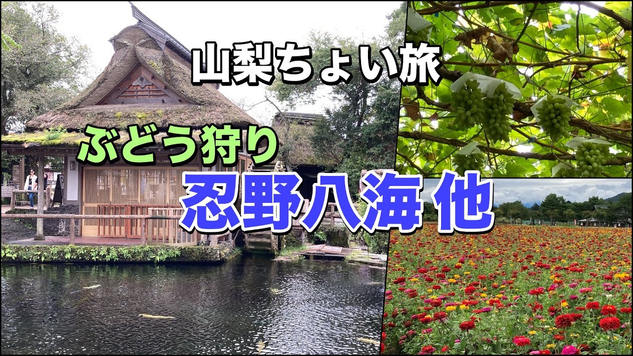 ⭐️【山梨ちょい旅】 ぶどう狩りして忍野八海 他観光