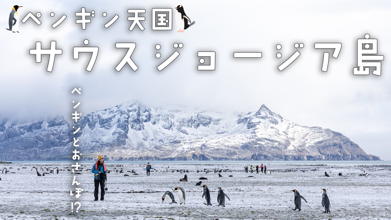人は10人、キングペンギンは100万羽!?いる島【南極クルーズ#4】【北中南米ちゃり旅 -番外編- サウスジョージア島】