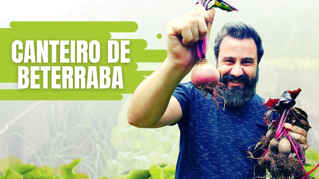 BETERRABA: COMO PLANTAR NO QUINTAL