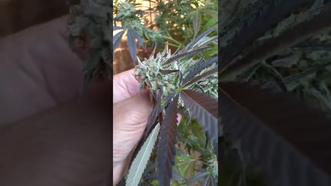 Washington State outdoor grow October 9, 2022