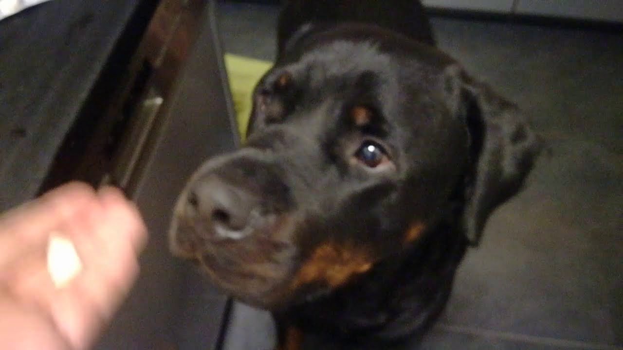 Tablette eingeben beim Hund ohne Zwang