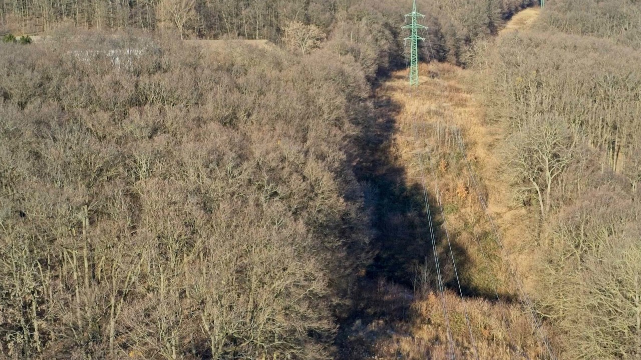 23.2. 2026 | Výrub lesa na Devínskej Kobyle
