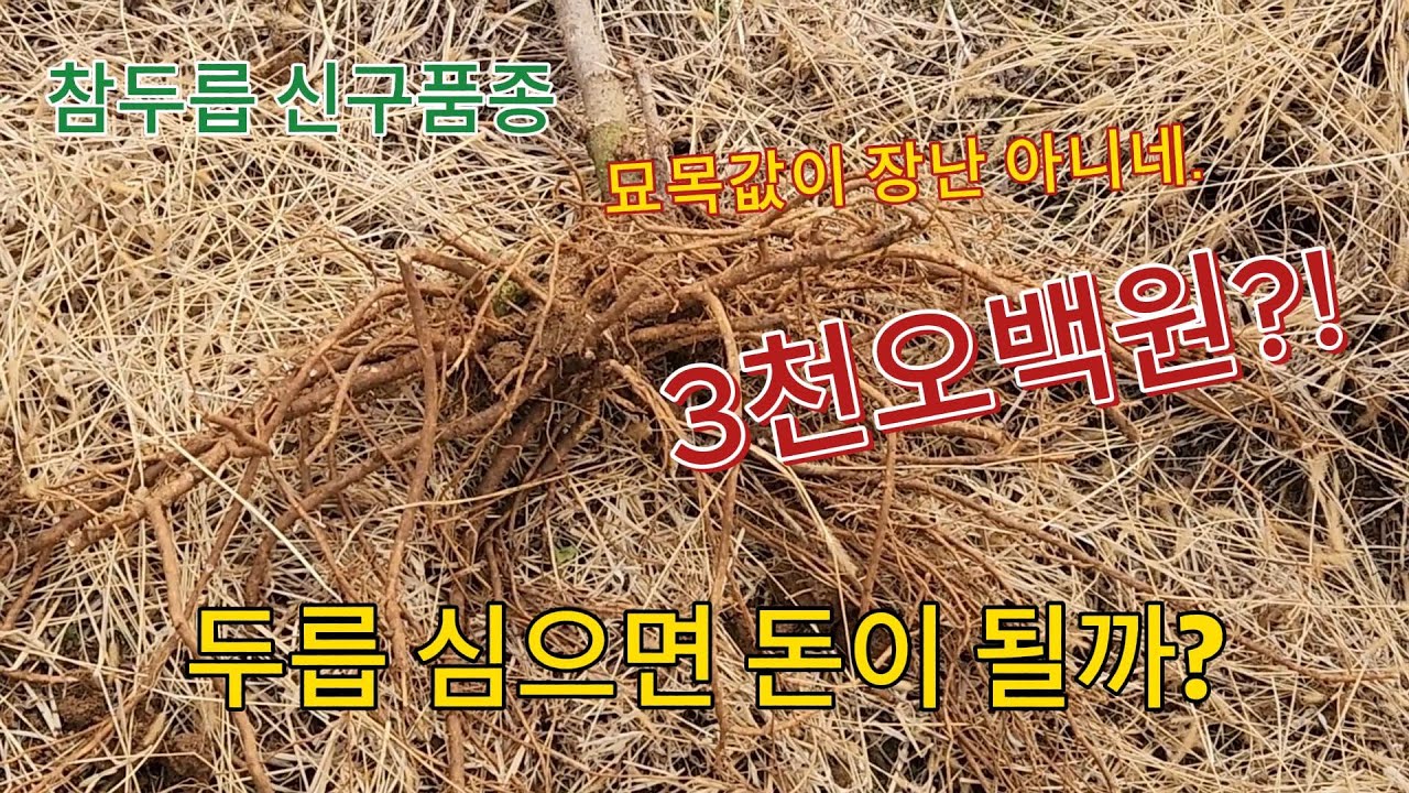 참두릅 신구품종 뿌리 캐기