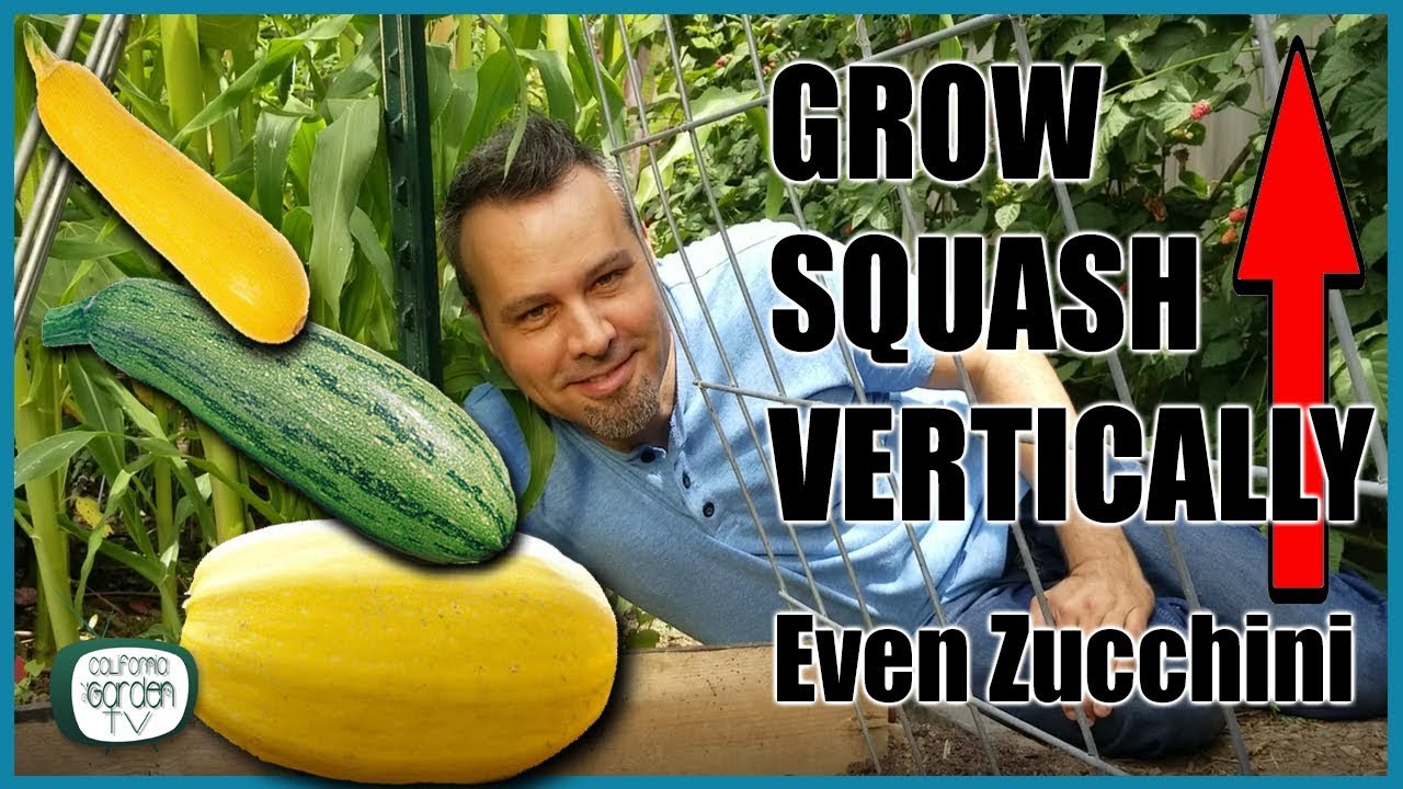 Grow Squash Vertically - Even Zucchini // Complete Guide