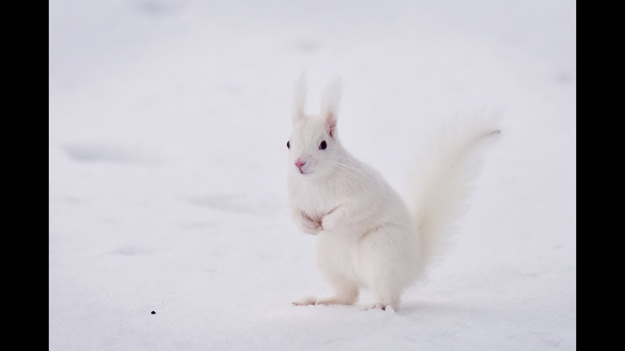 雪の中の白いエゾリス　White Squirrel