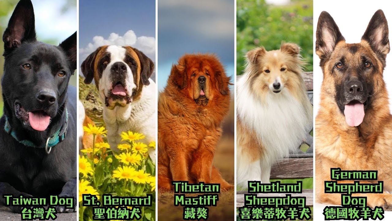 Dog Song vol.6 #TaiwanDog #StBernard #TibetanMastiff #ShetlandSheepdog #GermanShepherdDog