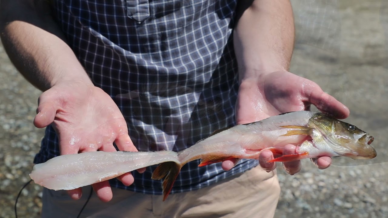 Perch fishing tips