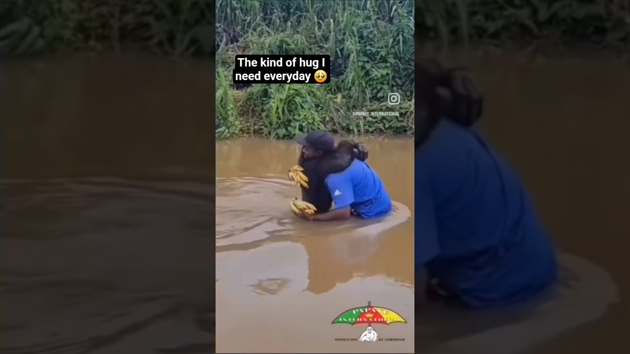 If this chimp&rsquo;s hug doesn&rsquo;t melt your heart, nothing will 🥹 #love #viral #chimpanzee #trending