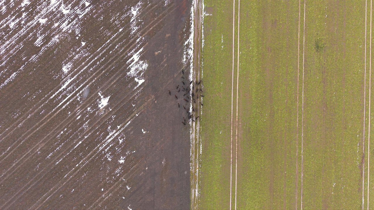 Majestic Bison Herd | Cinematic Drone Journey