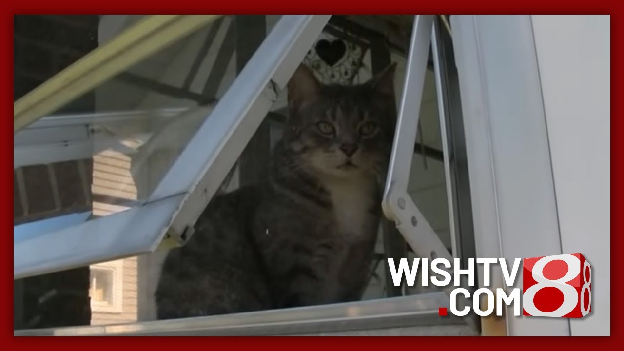 House cat protects family from intruder