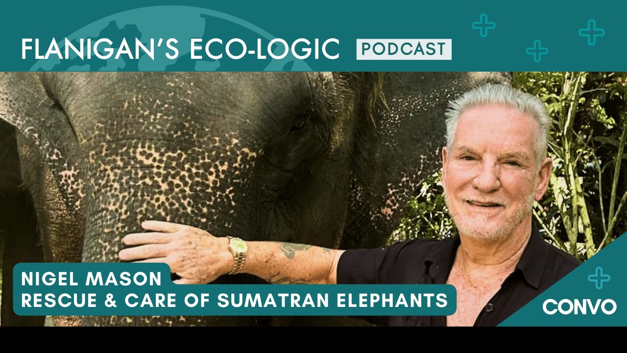 Nigel Mason - The Rescue and Care of Sumatran Elephants