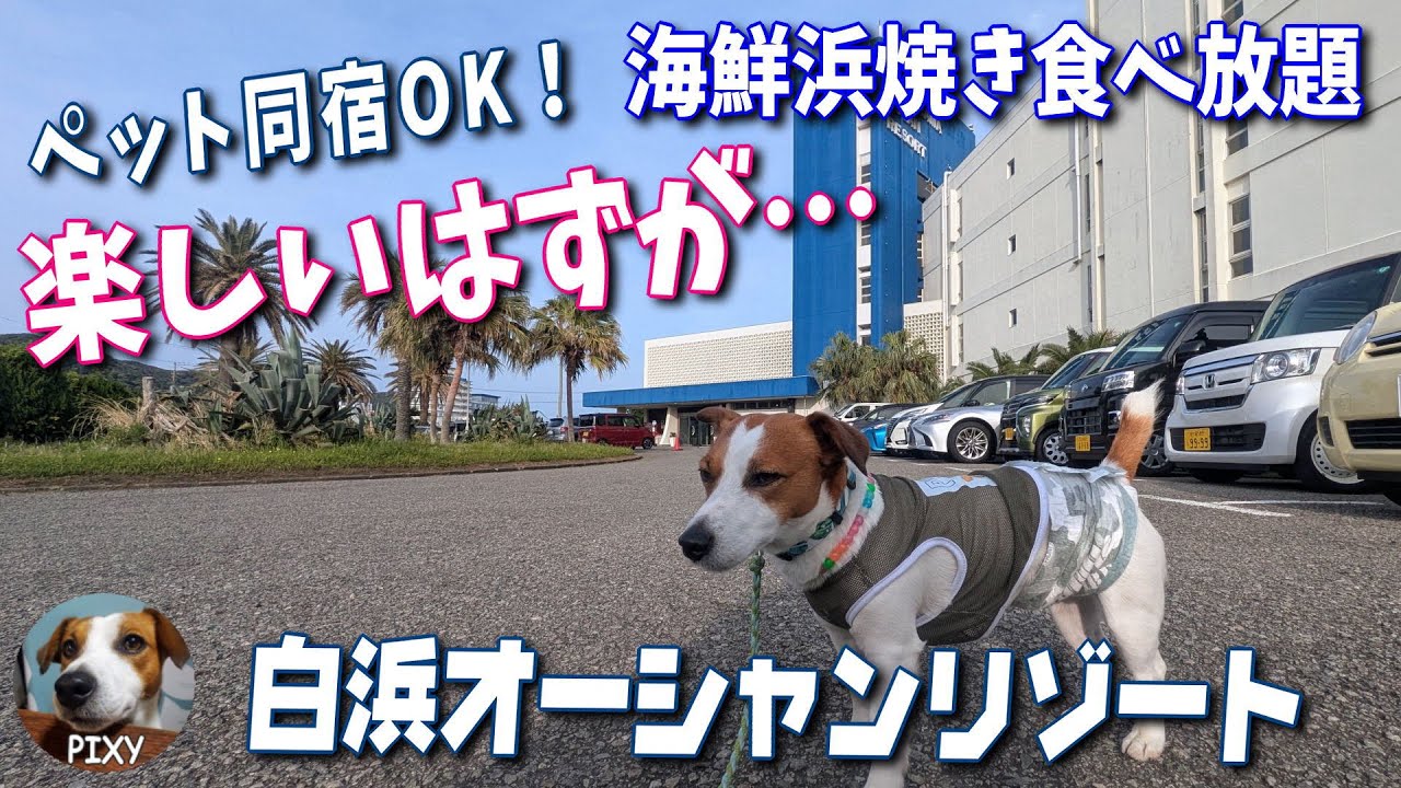 【白浜オーシャンリゾート】楽しいはずが大事件勃発！ ワンコには最高のホテル 海鮮浜焼き食べ放題#南房総市 #天涯孤独 #ペット同宿#ジャックラッセルテリア　🐶