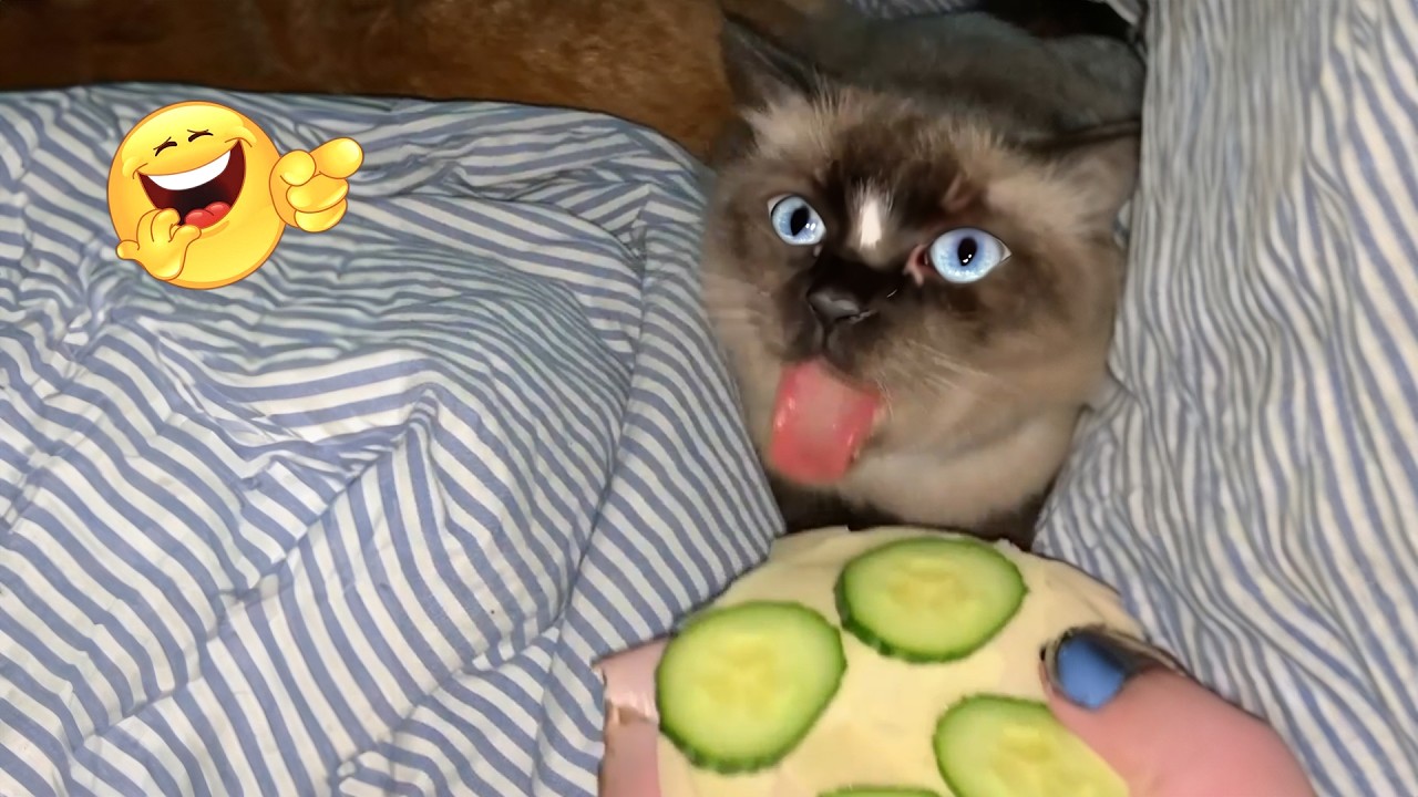 Funniest Cat Videos That’ll Make You Cry Laughing 😂 | Brand New Clips