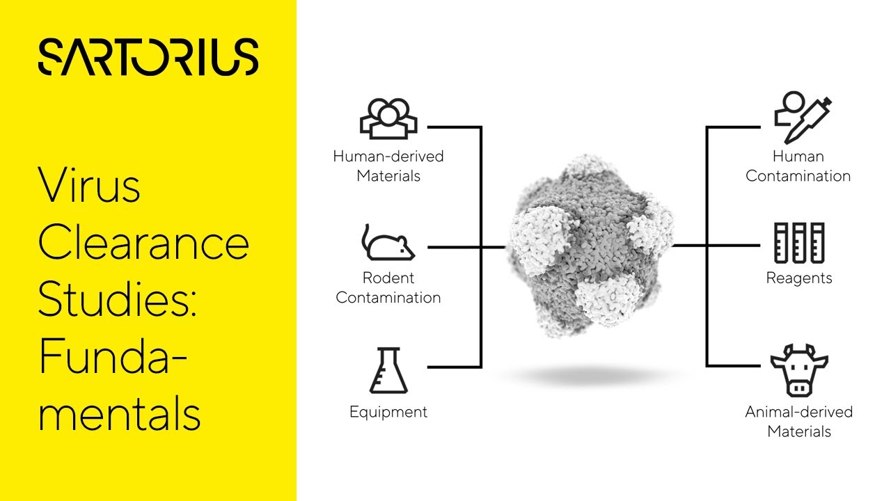 Biopharma Virus Clearance Studies: The Fundamentals