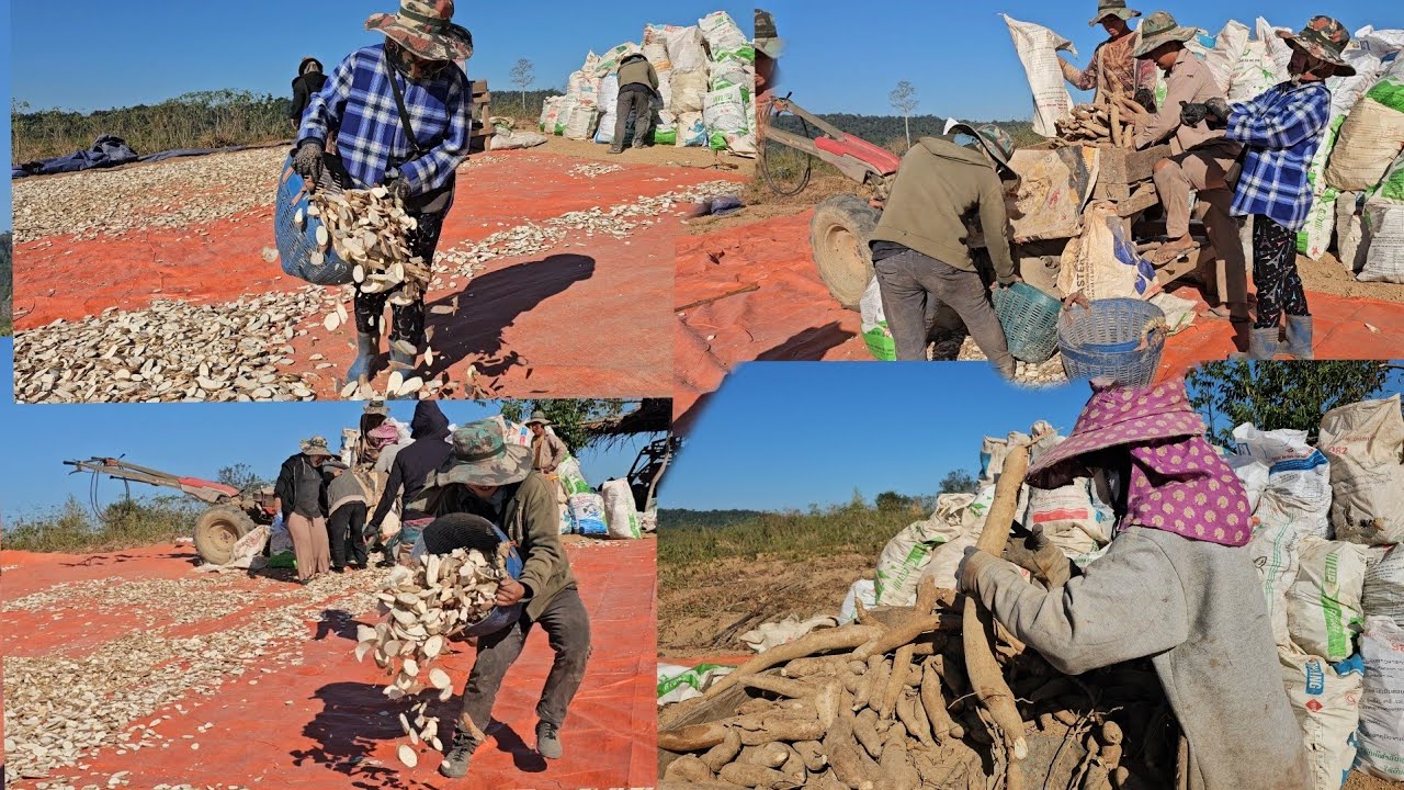 Pab tij laug zaj koob tsuav qos ziab