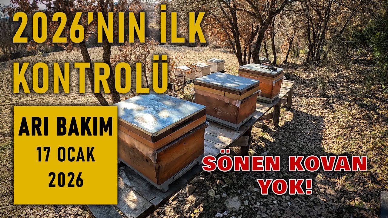 ARI BAKIM - 2026'nın İlk Kontrolü - Sönen Kovanımız Yok (17 Ocak 2026)