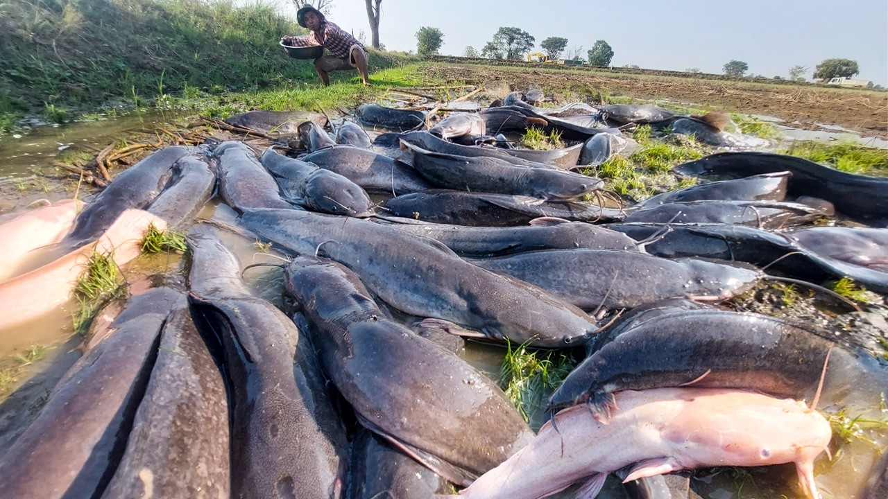 Best Hand Fishing Skills | Boy Catches Lots Of Fish By Hand In Mud Water