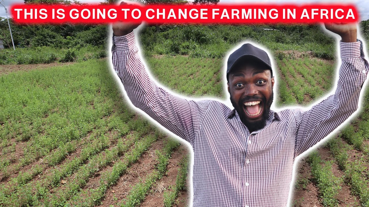 DO YOU KNOW ALFALFA IS THE MOST NUTRITIOUS FEED FOR YOUR LIVESTOCK? | YOU CAN GET SOME NOW IN AFRICA