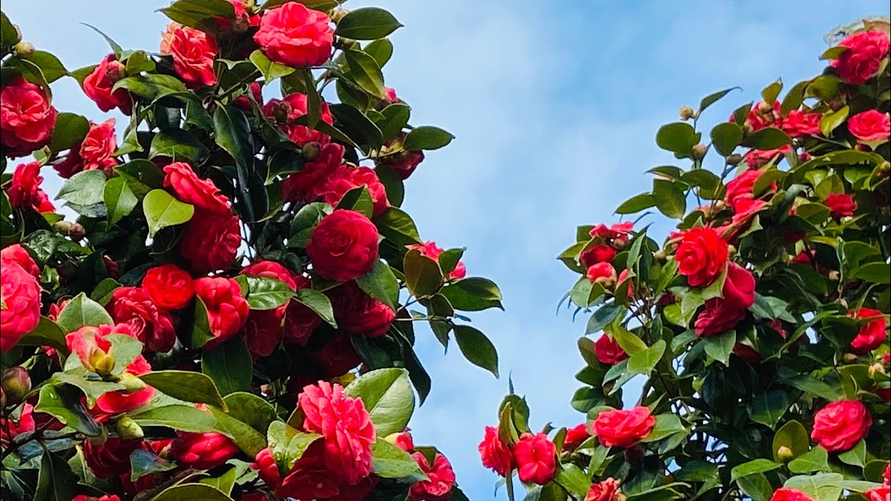Camellias: ¿cómo cultivarlas? ║Orquídeas en el mundo