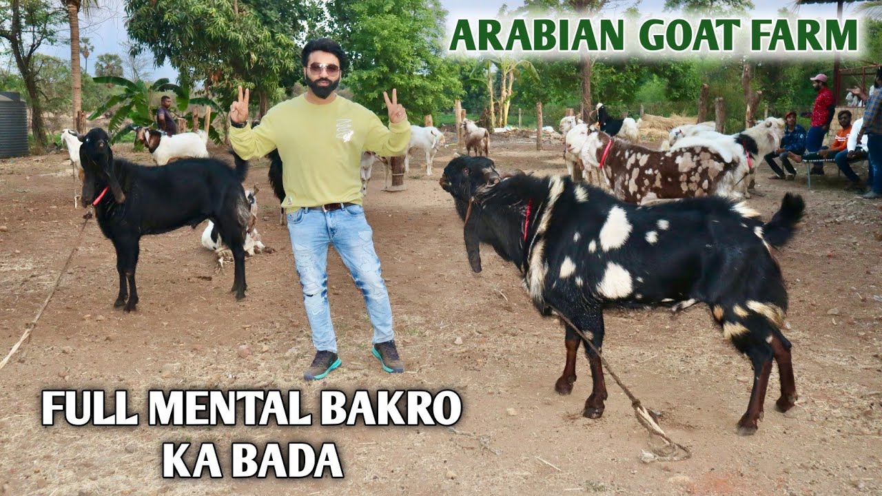 Full Garam Andul Bakro Ka Bada At Arabian Goat